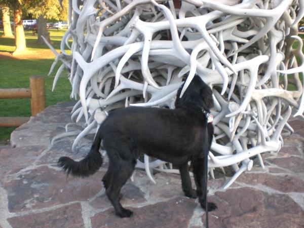/Images/uploads/Humane Society of Utah/HSUCalendar/entries/958thumb.jpg
